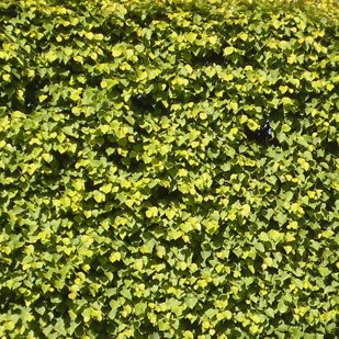 dzīvžogu formēšana