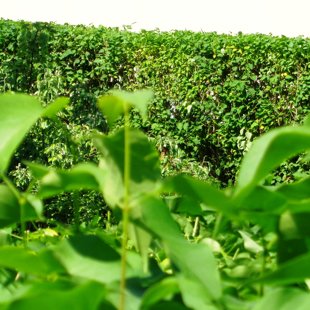 dzīvžogu formēšana