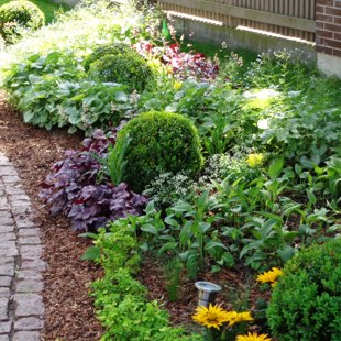 augu dizains, ierīkošana, kopšana