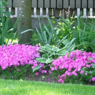 augu dizains, ierīkošana, kopšana