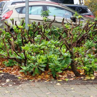 koku, krūmu kopšana