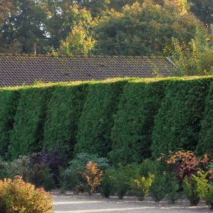 dzīvžogu formēšana