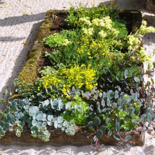 kapu dizains, ierīkošana, kopšana