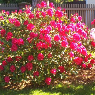 stādījumu kopšana