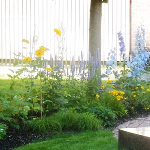 augu dizains, ierīkošana, kopšana